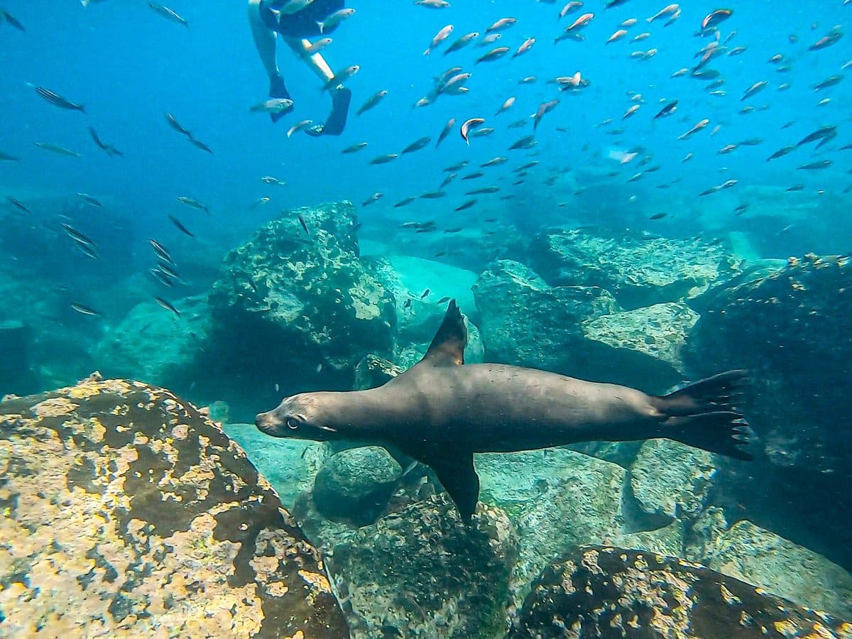 Lobos y peces