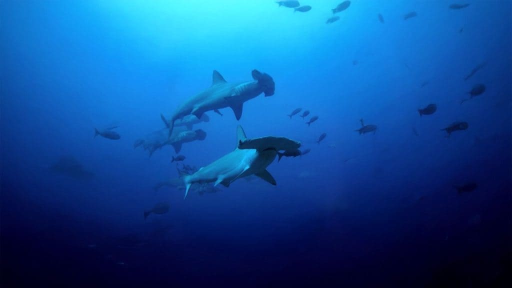 Tiburones martillo en Galápagos